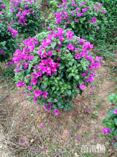 高度80厘米三角梅