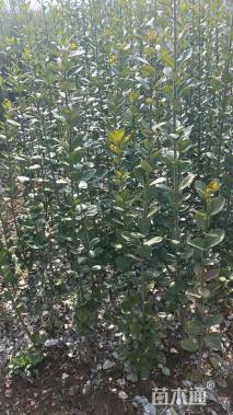 高度180厘米北海道黄杨