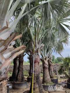 裸干高100厘米霸王棕