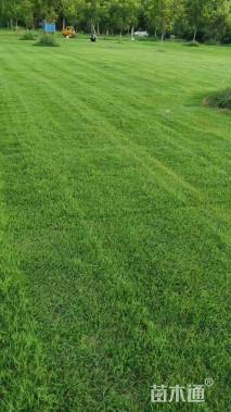 草毯状百慕大草