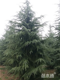 移栽苗雪松
