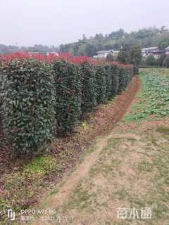 高度180厘米红叶石楠柱