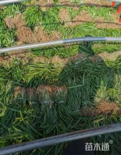 高度50厘米吉祥草