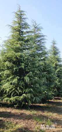 高度900厘米雪松