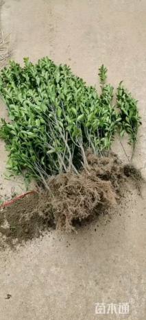 高度50厘米大叶黄杨