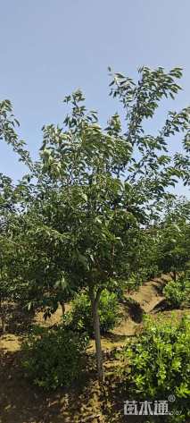 4公分染井吉野樱