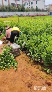 1.5公分川滇桤木