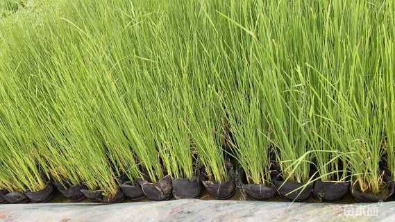 高度100厘米香蒲