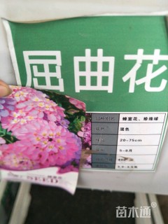 屈曲花