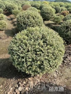 冠幅150厘米银姬小蜡球