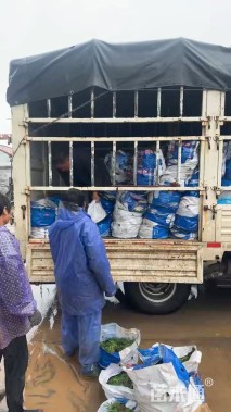 高度70厘米鸢尾