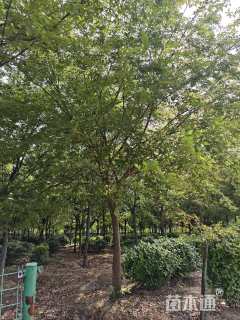 15公分榉树