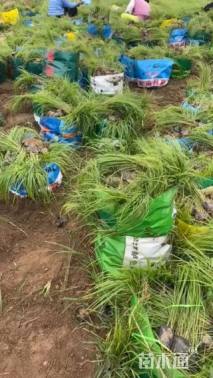 高度36厘米狼尾草