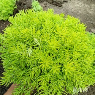 高度8厘米金叶佛甲草