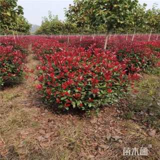 冠幅150厘米红叶石楠球