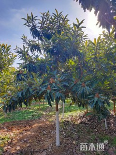 8公分枇杷