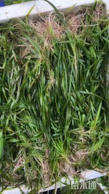 高度10厘米苦草