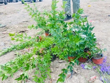 高度50厘米云南黄馨