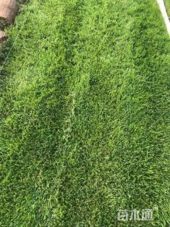 草卷状草皮