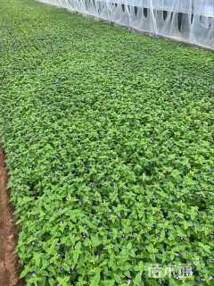 高度14厘米夏堇