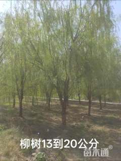 40公分柳树