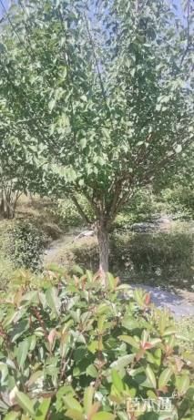 12公分骨里红梅