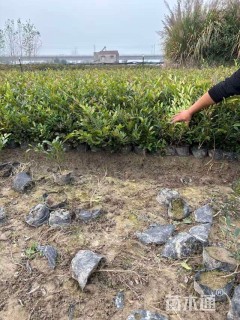 高度35厘米蚊母