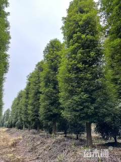 12公分金丝楠木