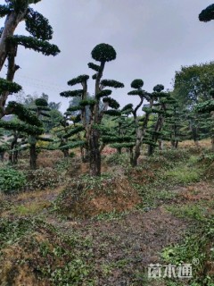 造型榔榆