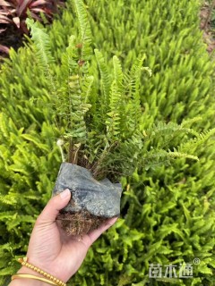 高度25厘米肾蕨