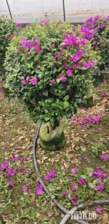 高度120厘米紫花三角梅