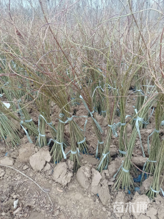 高度100厘米东北连翘