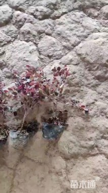 高度30厘米红花继木