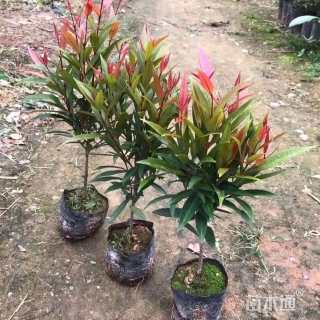 高度50厘米红车