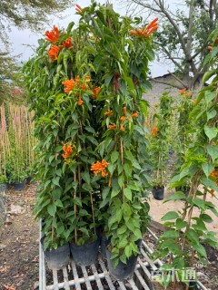 150厘米炮仗花