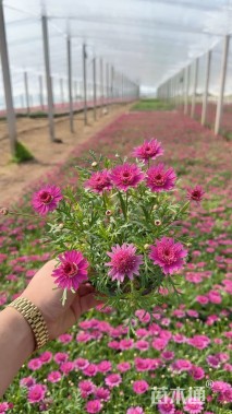 高度30厘米玛格丽特花