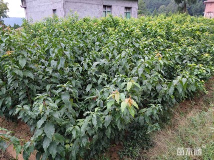 高度50厘米大樱桃