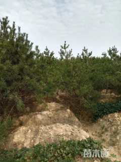 高度200厘米白皮松