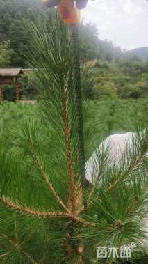 高度100.厘米油松小苗