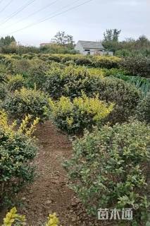 冠幅130厘米金叶女贞球