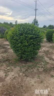 冠幅180厘米小叶女贞球