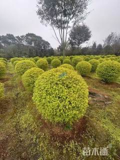 冠幅100厘米亮晶女贞球