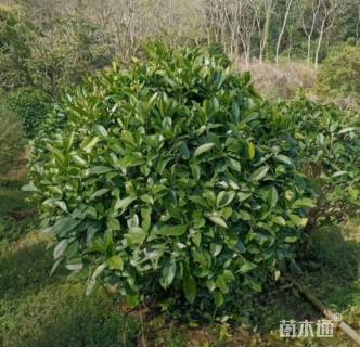 高度80厘米非洲茉莉球