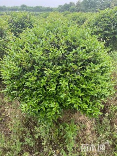 冠幅150厘米含笑球