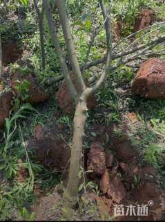 高度300厘米李子树