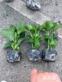 高度20厘米八仙花