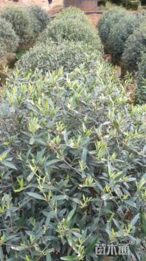 高度80厘米尖叶木樨榄球