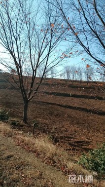 25公分染井吉野樱