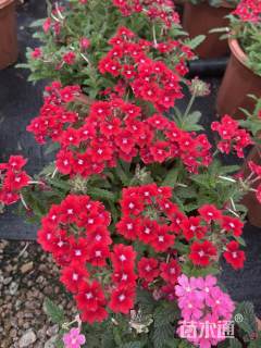 高度30厘米美女樱