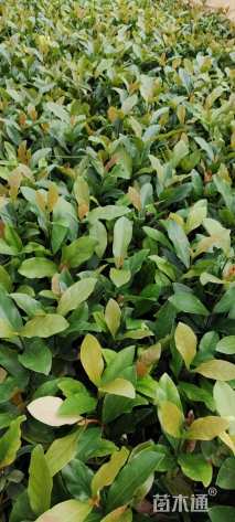 高度25厘米龙船花